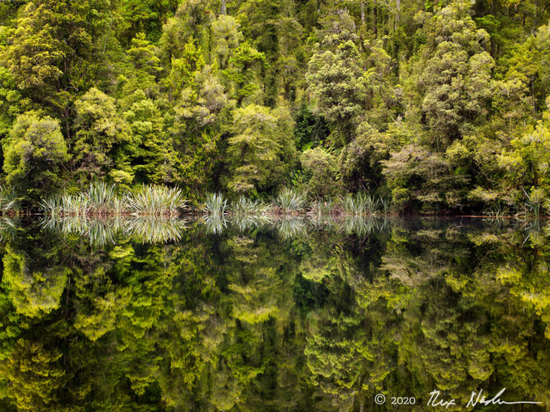 Lake with Flax and Red Gum Trees