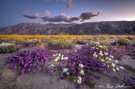 Desert Color with Clouds