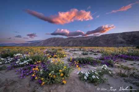 Long Cloud with Flowers