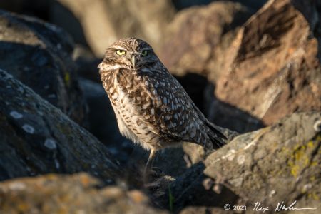 Guardian of the Rocks