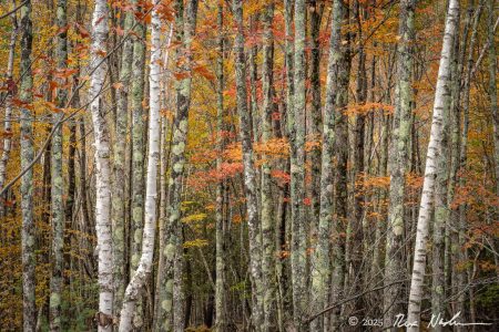 Lichens with Paper Birch