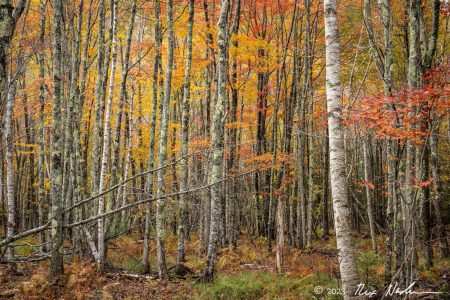 Paper Birch Forest