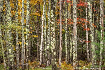 Lichen Spots with Maple Leaves