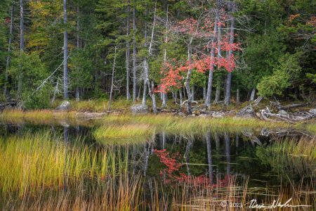 Maple and Grasses