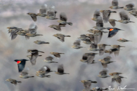 Murmuration