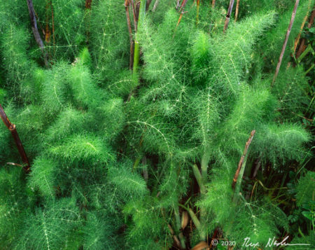 Intricate Weave I