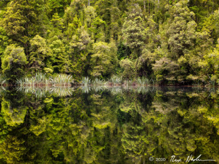 Lake with Flax and Red Gum Trees
