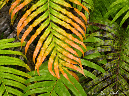 Multicolored Ferns
