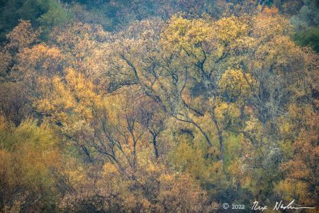 Autumn Rain