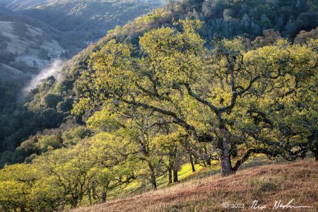 Oaks with Mist