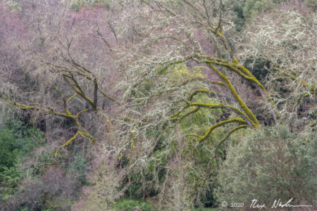 Vernal Equinox