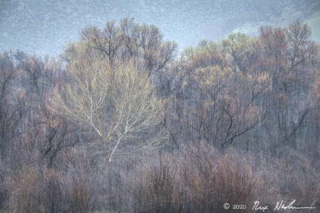 San Benito Snow