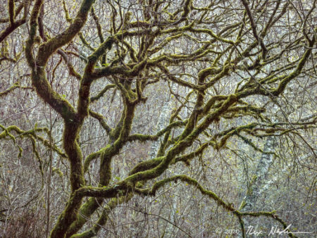 The Tree Lives