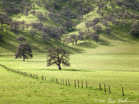 Valley Oaks