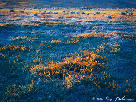 Poppies and Brush