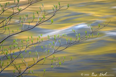 Dogwood Buds