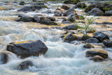 Sapling with Cascade