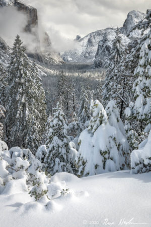 Snow Trees with Valley