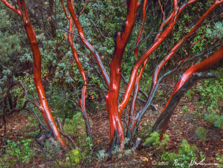The Real Manzanita