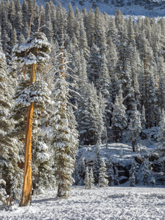 Cedar in Snow