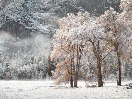 Blushing Oaks