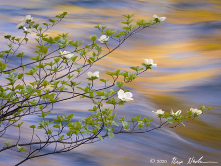Liquide