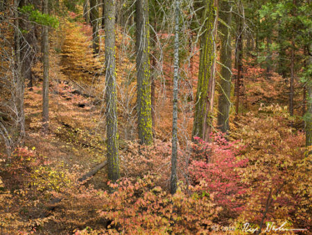 Foret Rouge