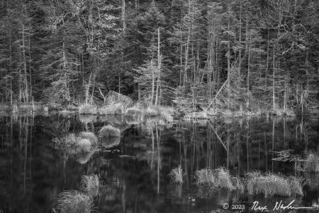 Dark Pond