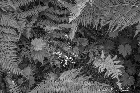 Fern Study #1
