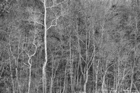 Enchanted Forest