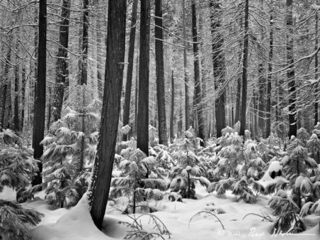 Burned Forest II