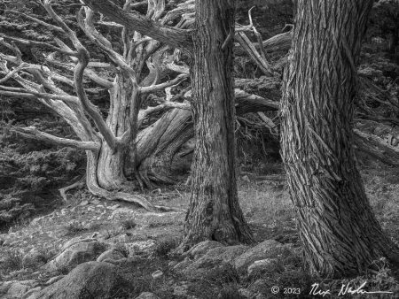 Cypress with Conifers