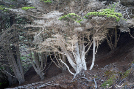 Ghost Cypress