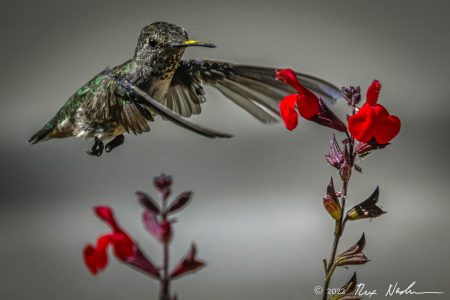 The Embrace