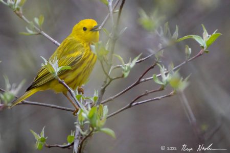Song of Spring