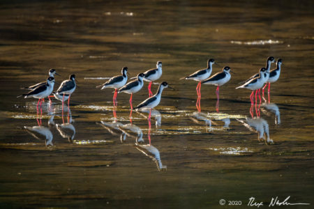 Stilts