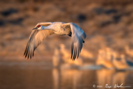 Flock