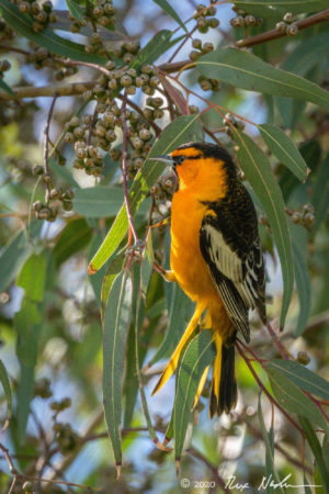 Brewer's Oriole