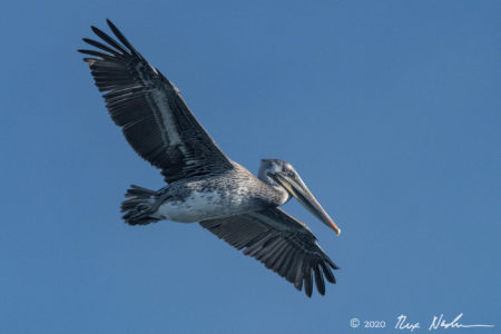 Master of Flight