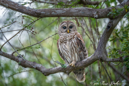 Barred Owl