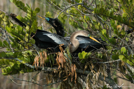 Nesting Pair