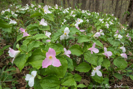 Trillium