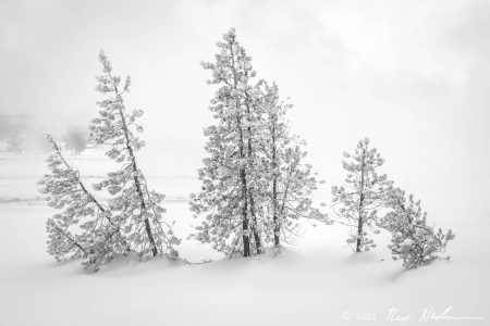 Whiteout