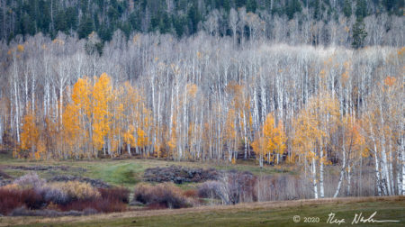 Ephemeral Color
