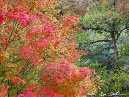 Maple with Pine