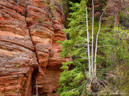 Firs with Sandstone
