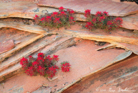 Paintbrush