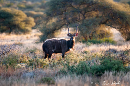 Nyala