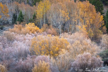 Pointillism in the Sierra