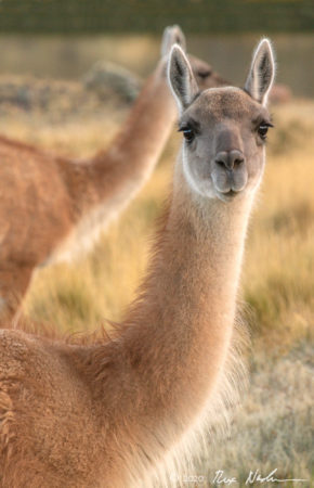 Guanaco